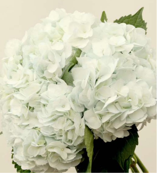 Hydrangea White select white 60 A1 Surandina de flores Colombia buy wholesale on M-Flowers