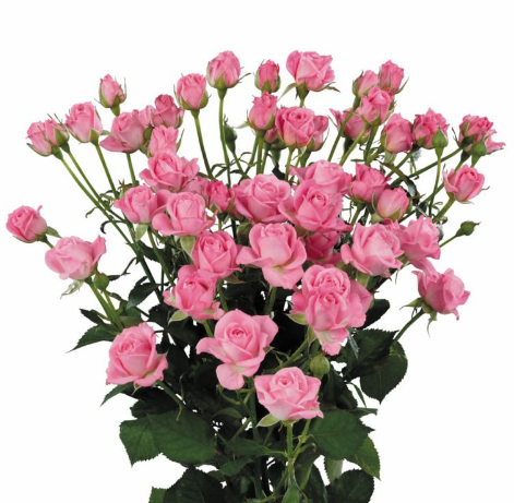 Spray roses Nathalie 40 A1 SIAN ROSES KE buy wholesale on M-Flowers