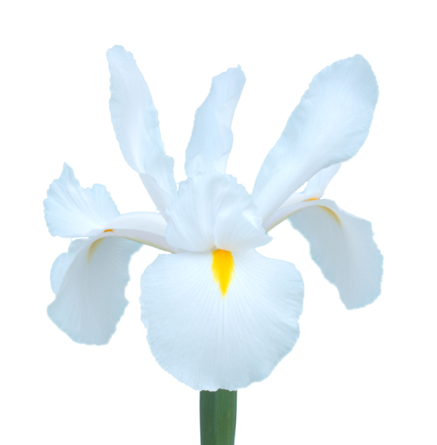 Iris Casablanca white 58 A1 Decorum Netherlands comprar al por mayor en M-Flowers