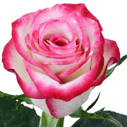 Rose Raspberry Ice pink 50 A1 Rosa de saron Ecuador buy wholesale on M-Flowers