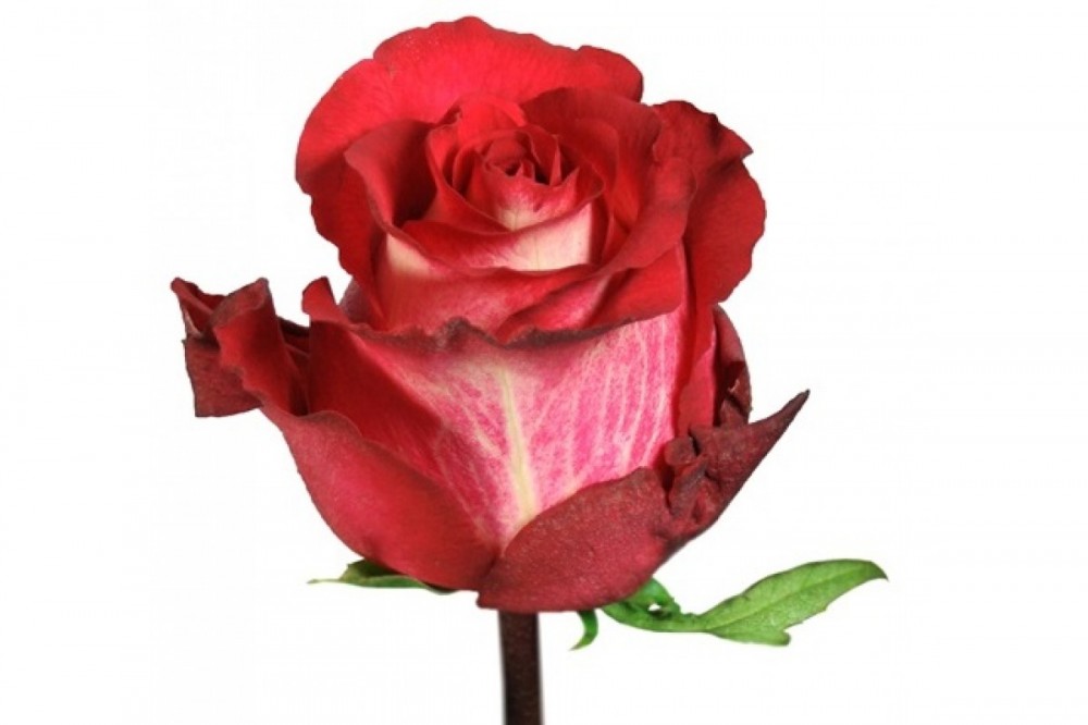 Rose Iguazu 40 A1 Rosas del Corazon EC buy wholesale on M-Flowers