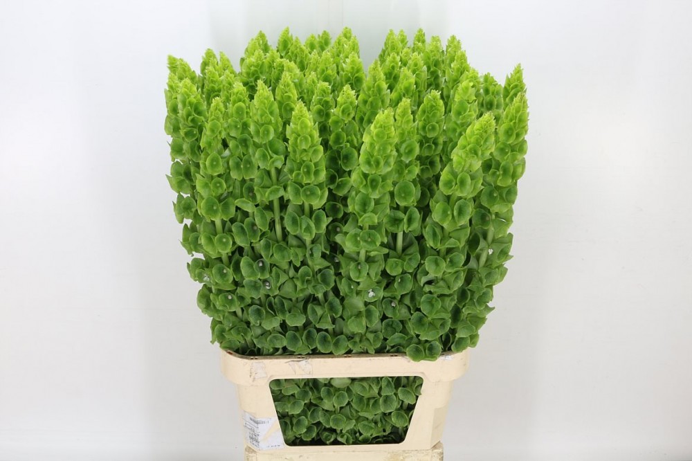 Molucella Molucella green 80 A1 GOLDEN TULIP FARMS LTD Kenya buy wholesale on M-Flowers