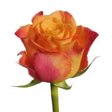 Rose Mariyo orange 40 A1 Karen Roses Kenya buy wholesale on M-Flowers