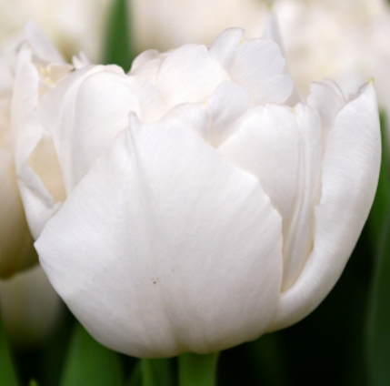 Tulip Du Northcap 42 A1 Decorum NL buy wholesale on M-Flowers