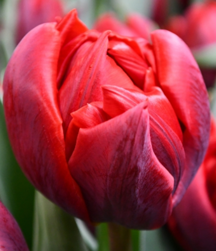 Tulip DU RED PRINCESS 38 A1 Decorum NL купить оптом на M-Flowers