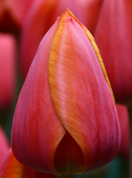 Tulip EN AD REM multicolor 41 A1 Decorum Netherlands buy wholesale on M-Flowers