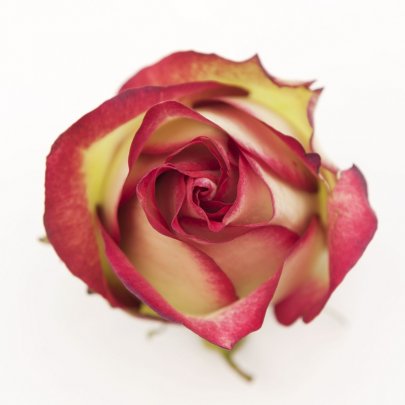 Rose Absurda 40 A1 Flower Village EC comprar al por mayor en M-Flowers