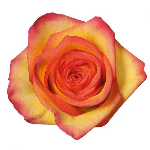 Rose Outlaw 35 A1 GATOKA LTD KE comprar al por mayor en M-Flowers