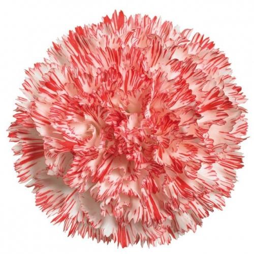 Carnation Montoya multicolor 60 A1 Carnation Montoya 60 A1 TURFLOR SAS CO купить оптом на M-Flowers