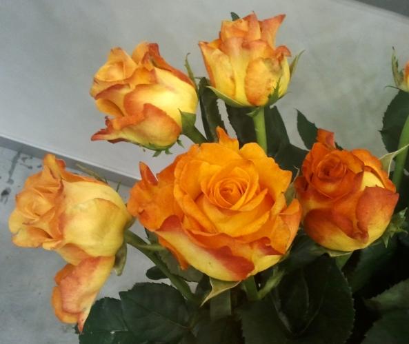 Rose Caribia 50 A1 Flower Village EC buy wholesale on M-Flowers