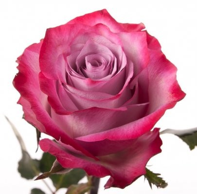 Rose Deep Purple 50 A1 InspireFlor EC comprar al por mayor en M-Flowers