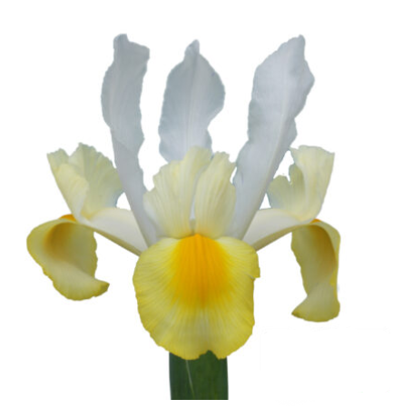 Iris Apollo yellow 64 A1 Decorum Netherlands comprar al por mayor en M-Flowers