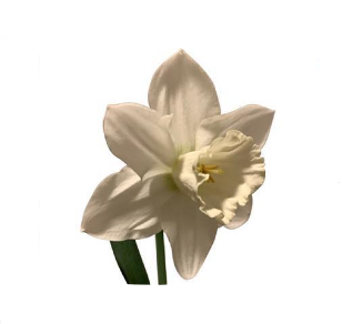 Narcissus Snow Heaven 40 A1 Decorum NL buy wholesale on M-Flowers