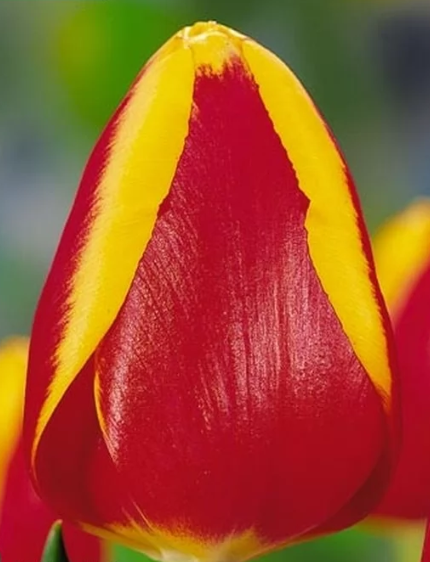 Tulip EN RAMBO multicolor 38 A1 Decorum Netherlands buy wholesale on M-Flowers