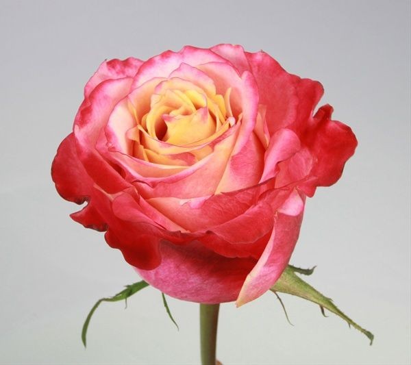 Rose 3D 60 A1 Altos del Norte EC buy wholesale on M-Flowers