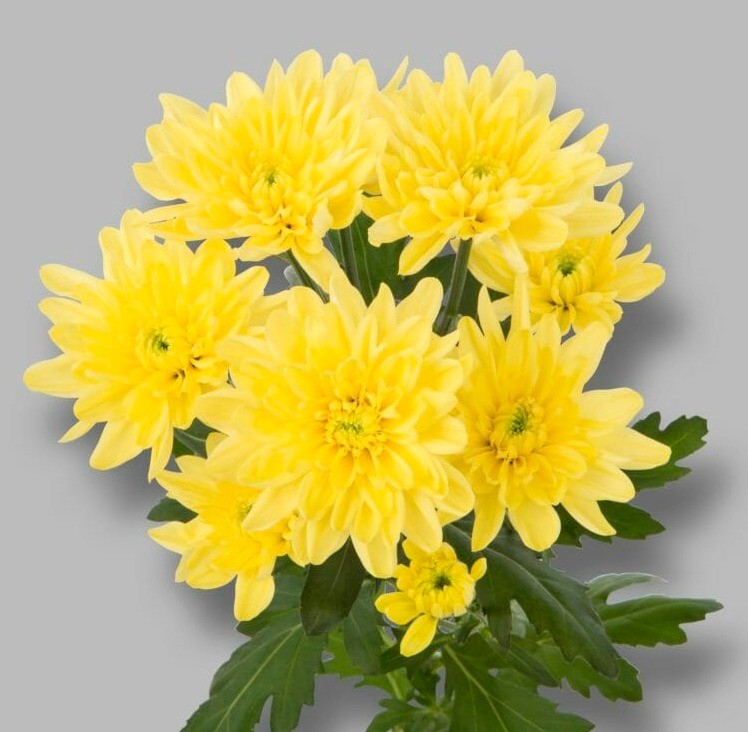 Chr t Baltica Yellow 70 A1 Vannova NL купить оптом на M-Flowers