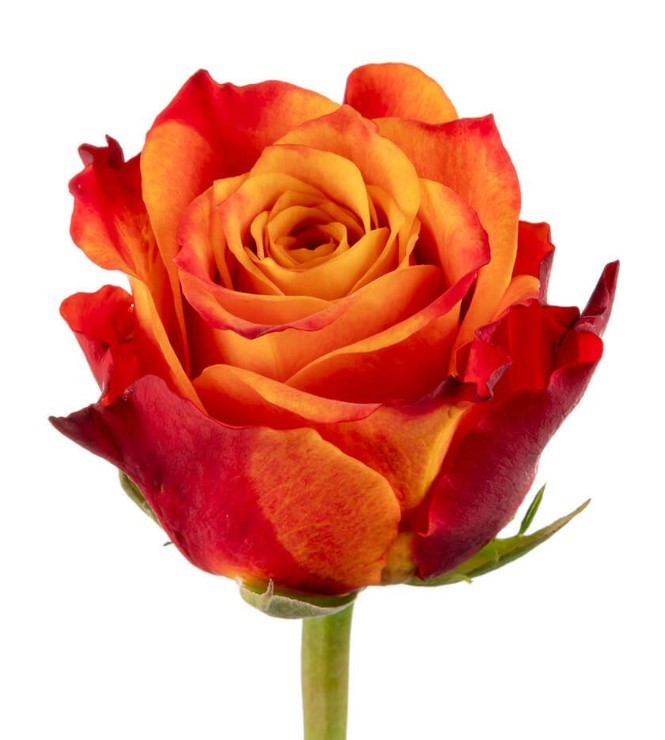 Rose Atomic orange 40 A1 Agroterranorte Ecuador buy wholesale on M-Flowers