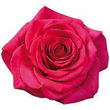 Rose Fuschiana 40 A1 KAREN ROSES LTD KE comprar al por mayor en M-Flowers