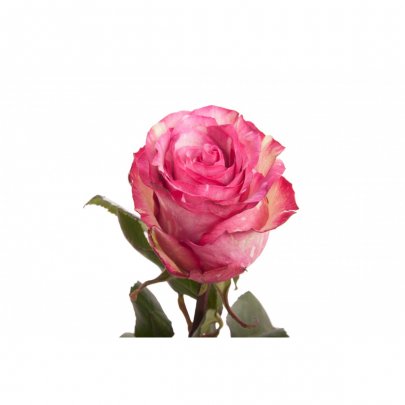 Rose Clown pink 40 A1 Nikita Flowers Ecuador buy wholesale on M-Flowers