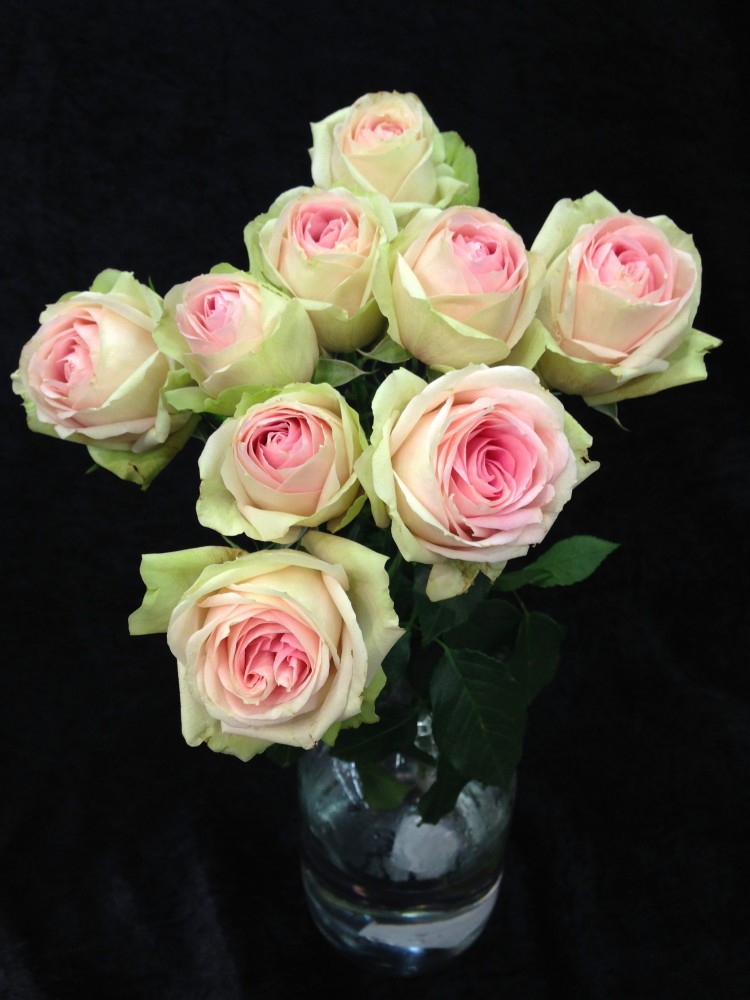 Spray roses Inger Kristine 50 A1 WINCHESTER FARM LTD (Mzurie) KE buy wholesale on M-Flowers