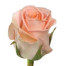 Rose Mayfair 40 A1 SIAN ROSES KE купить оптом на M-Flowers