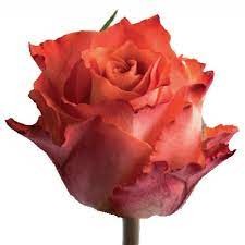 Rose Julischka 40 A1 SIAN ROSES KE buy wholesale on M-Flowers