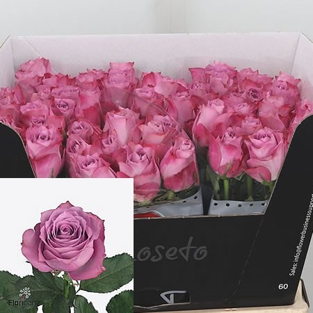 Rose Whatever purple 40 A1 Rose Whatever 40 A1 ROSETO LTD KE купить оптом на M-Flowers