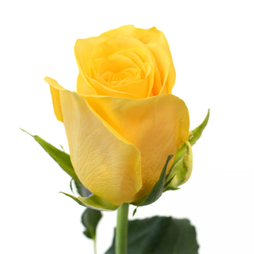 Rose Yelloween yellow 40 A1 Rose Yelloween 40 A1 ROSETO LTD KE купить оптом на M-Flowers