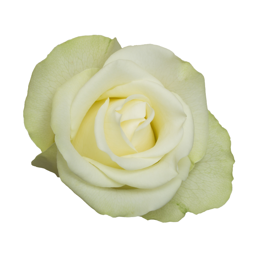 Rose Pegasso white 40 A1 PRIMAROSA FLOWERS LTD Kenya buy wholesale on M-Flowers