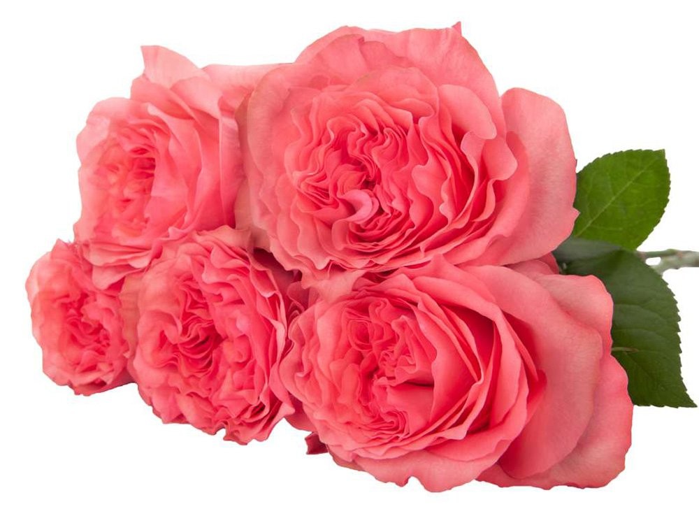 Garden Rose Coral Reeva cerise-salmon 53 A1 Garden Rose Coral Reeva 53 A1 TAMBUZI LTD KE comprar al por mayor en M-Flowers