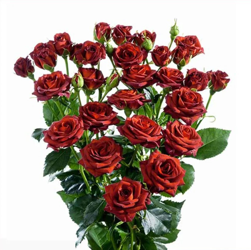 Spray roses Chococcino brown 50 A1 Tambuzi Limited Kenya buy wholesale on M-Flowers