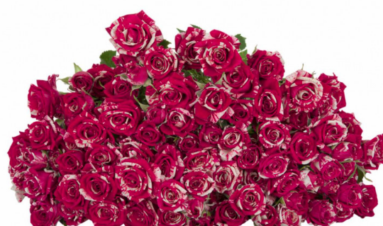 Spray roses Merlin 40 A1 WINCHESTER FARM LTD (Mzurie) KE comprar al por mayor en M-Flowers