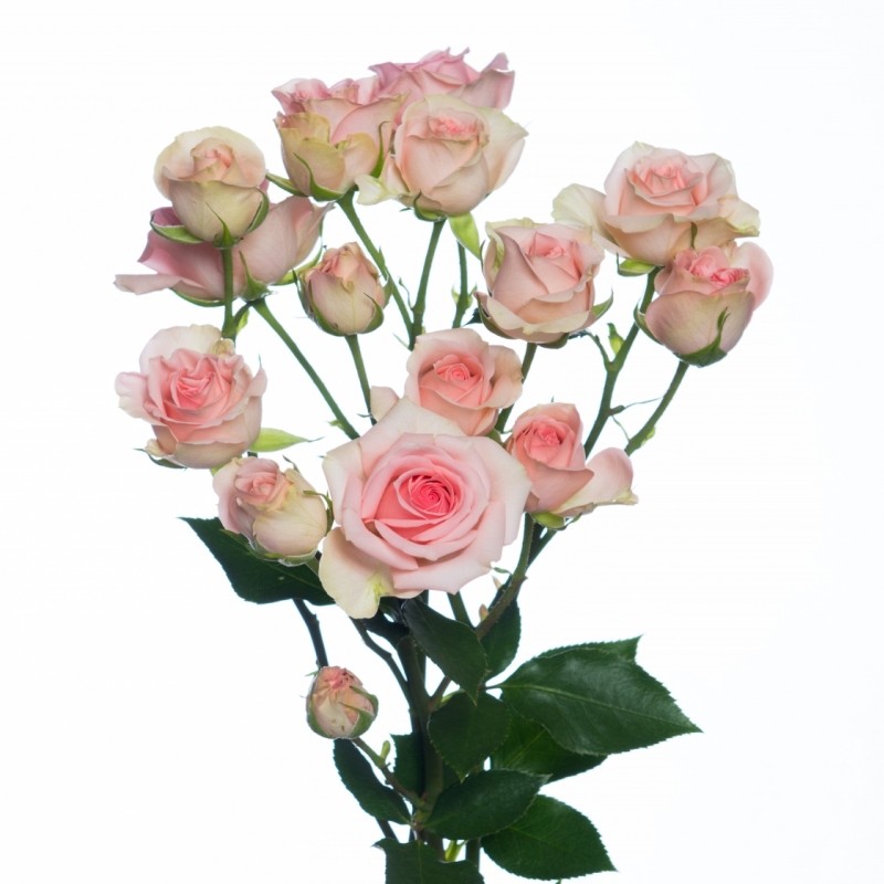 Spray roses Prana pink 50 A1 Spray roses Prana 50 A1 GOLDEN TULIP FARMS LIMITED KE buy wholesale on M-Flowers