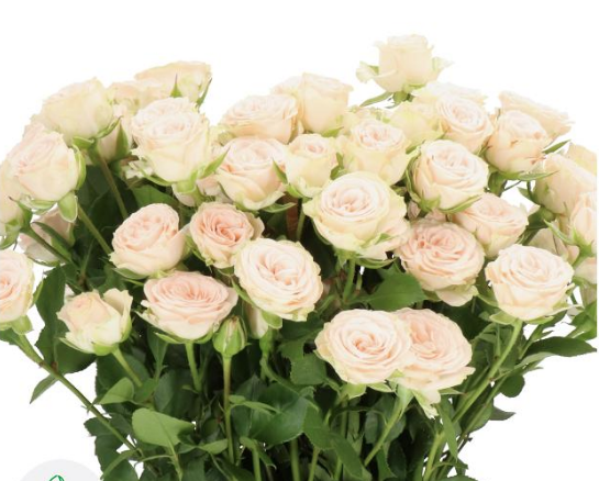 Spray roses Roslin cream 40 A1 Spray roses Roslin 40 A1 ROSETO LTD KE купить оптом на M-Flowers