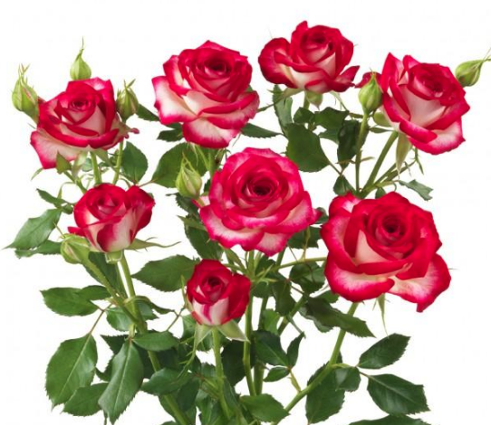 Spray roses Sedna multicolor 40 A1 Spray roses Sedna 40 A1 MERIDIAN FLOWERS LIMITED KE buy wholesale on M-Flowers