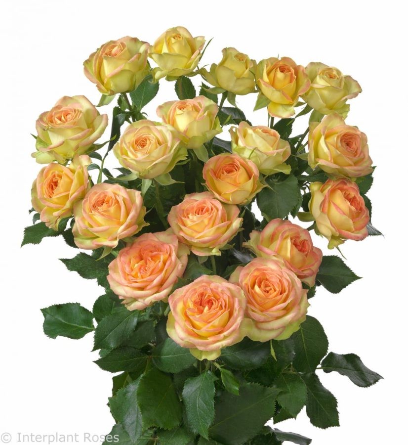 Spray roses Sweet Kelly orange 60 A1 FRESH EXCHANGE FZCO Kenya buy wholesale on M-Flowers