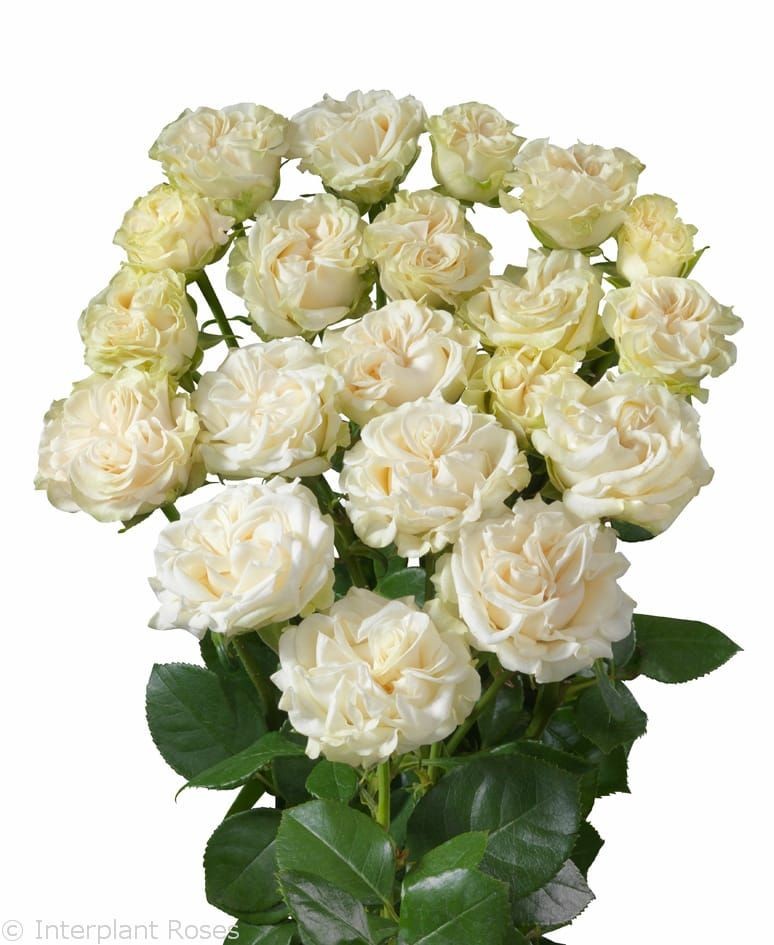 Spray roses Ivory Flow white 50 A1 PANOCAL INTERNATIONAL LTD Kenya buy wholesale on M-Flowers