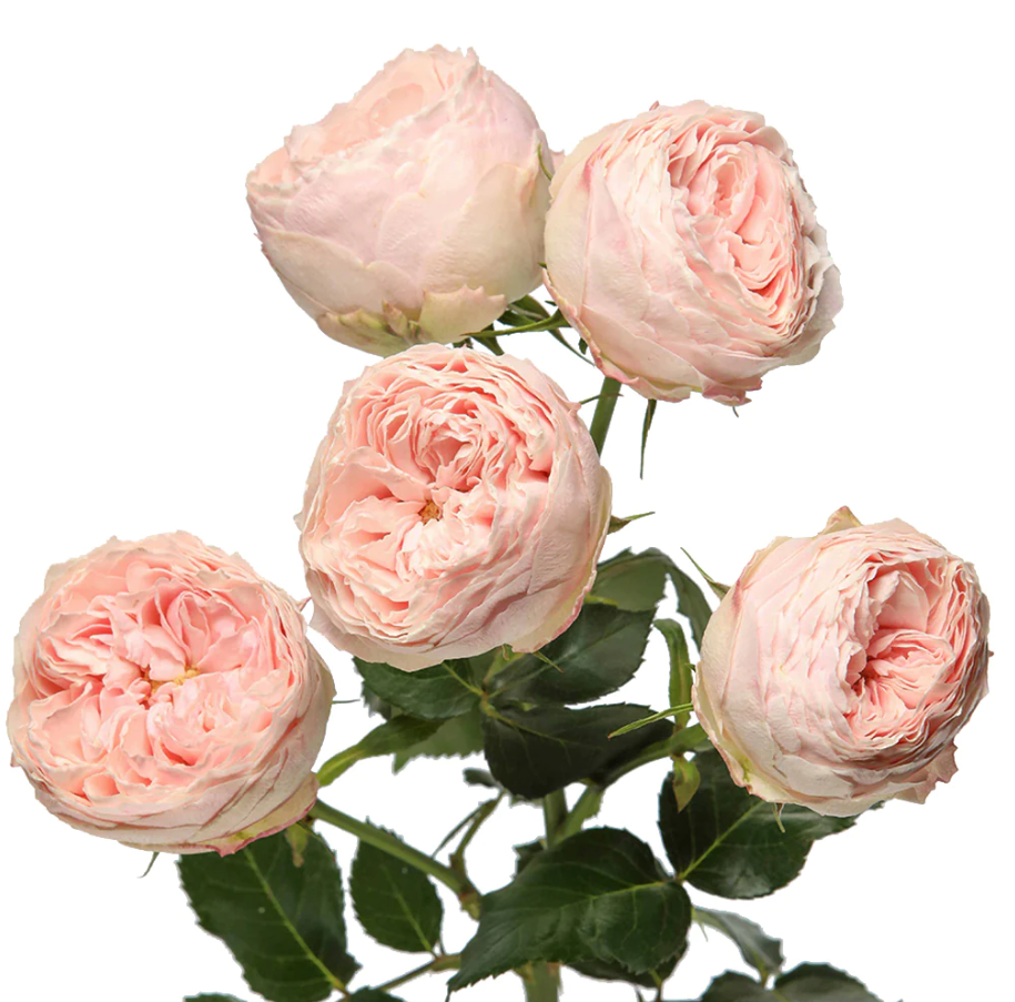 Garden Spray Rose Mansfield Park 50 A1 FLORA OLA LTD KE buy wholesale on M-Flowers