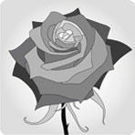Rose Orange Party 50 A1 EcoFlor EC купить оптом на M-Flowers