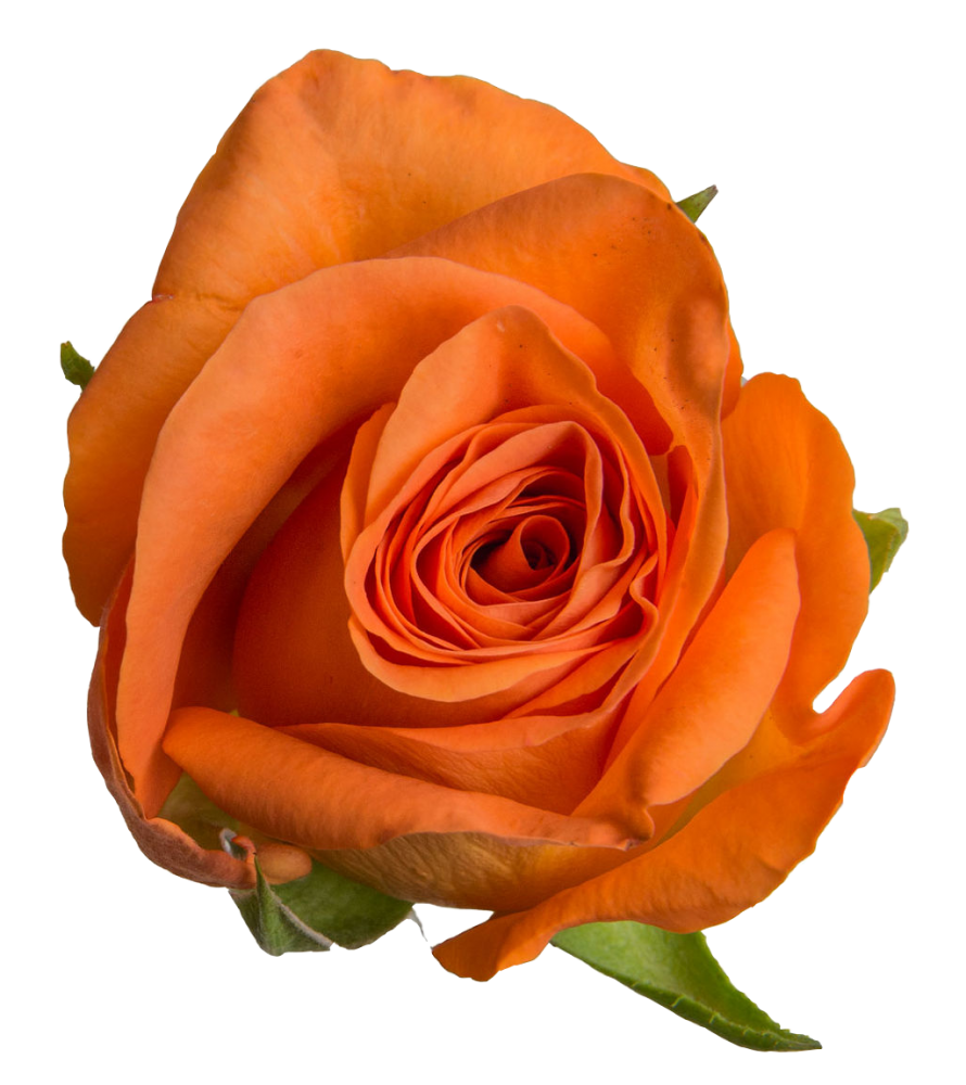 Rose Amina orange 40 A1 Karen Roses Kenya comprar al por mayor en M-Flowers