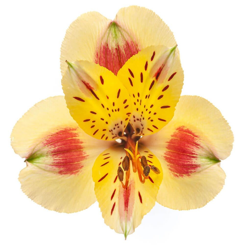 Alstroemeria Bali yellow 85 A1 Geoflora Colombia buy wholesale on M-Flowers
