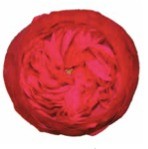 Garden Rose Piano red 40 A1 Garden Rose Piano 40 A1 Alexandra Farms CO купить оптом на M-Flowers