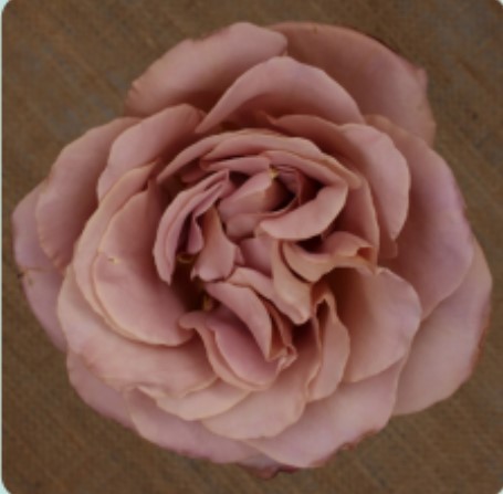 Garden Rose Café Latte brown 40 A1 Alexandra Farms Colombia comprar al por mayor en M-Flowers