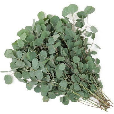 Eucalyptus Silver Dollar green 70 A1 Dolina Israel Israel buy wholesale on M-Flowers