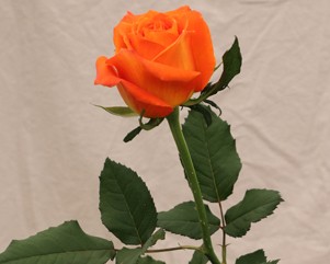 Rose Kings Day orange 40 A1 FRESH EXCHANGE FZCO Kenya buy wholesale on M-Flowers