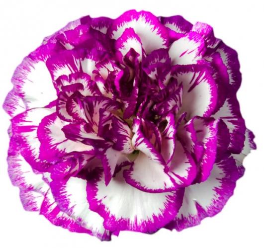 Carnation Kino multicolor 55 A1 FLAMINGO HORTICULTURE KENYA LTD Kenya купить оптом на M-Flowers