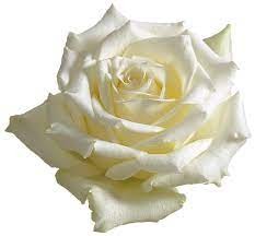Rose Ice Breaker 40 A1 CREDIBLE BLOOMS LTD KE buy wholesale on M-Flowers