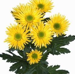 Chr t Korona 70 A1 Zentoo NL buy wholesale on M-Flowers