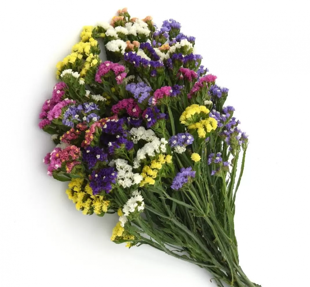 Statice Mix multicolor 70 A1 QUALIFERUS Russia buy wholesale on M-Flowers