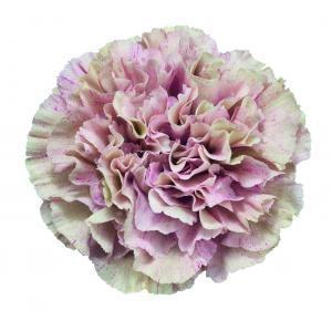 Carnation Babylon multicolor 70 A1 Carnation Babylon 70 A1 TIFLOWER EC buy wholesale on M-Flowers